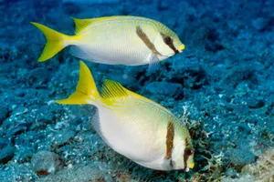 Yellow Striped Rabbitfish Underwater Wallpaper
