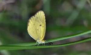 Yellow Sulphur Butterflyon Leaf.jpg Wallpaper