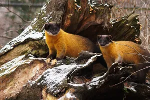 Yellow Throated Martensin Habitat.jpg Wallpaper