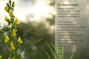 Yellow Toadflax Flowers Serenity Prayer Wallpaper