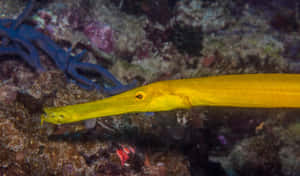 Yellow Trumpetfish Coral Reef Wallpaper