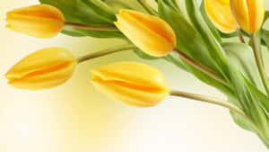 Yellow Tulip Bouquet Wallpaper