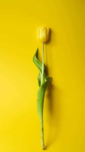 Yellow Tulip Yellow Background Wallpaper