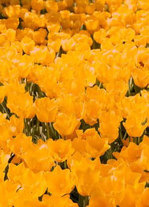 Yellow Tulips 1441 X 2000 Wallpaper Wallpaper