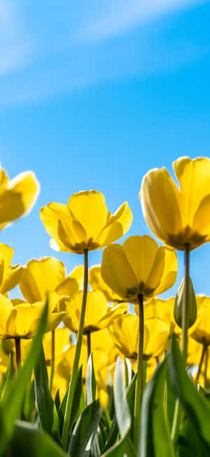 Yellow Tulips Blooming In Garden Wallpaper