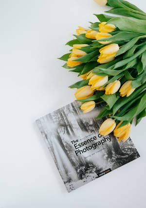 Yellow Tulips Bouquet Wallpaper