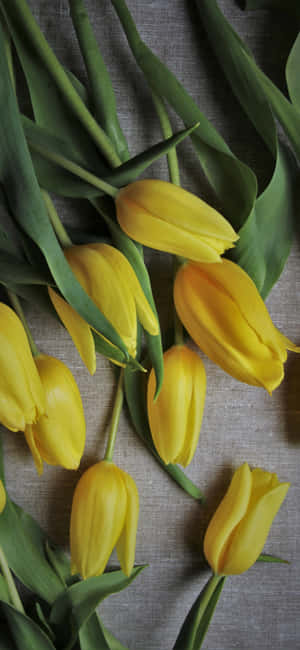 Yellow Tulips In Bloom Wallpaper