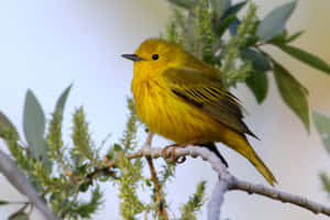 Yellow Warbler Perched On A Branch Wallpaper