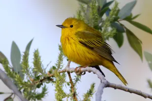 Yellow Warbler Perched On A Branch Wallpaper