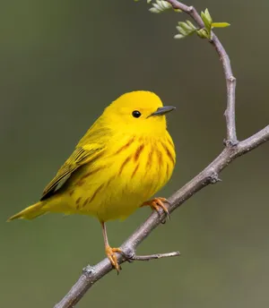 Yellow Warbler Perched On A Branch Surrounded By Green Leaves Wallpaper