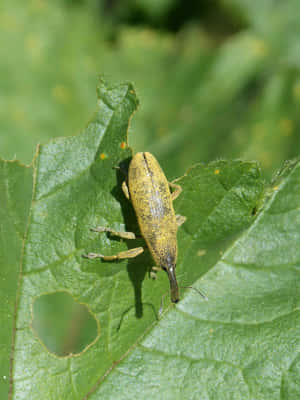 Yellow Weevilon Green Leaf Wallpaper