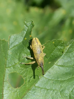 Yellow Weevilon Green Leaf Wallpaper