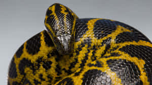 Yellowand Black Snake Coiled Wallpaper