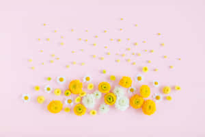 Yellowand White Flowerson Pink Background Wallpaper