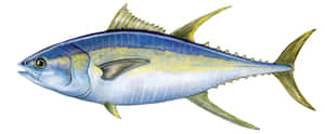 Yellowfin Tuna Illustration Wallpaper