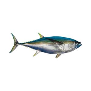 Yellowfin Tuna Isolatedon White Wallpaper