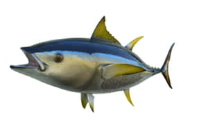 Yellowfin Tuna Isolatedon White Wallpaper