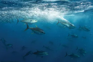 Yellowfin Tuna School Underwater Wallpaper