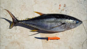 Yellowfin Tuna Size Comparisonwith Knife Wallpaper