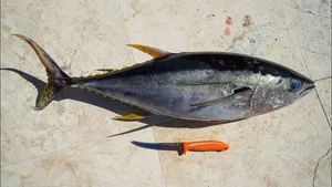 Yellowfin Tuna Size Comparisonwith Knife Wallpaper