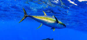 Yellowfin Tuna Underwater Swimming.jpg Wallpaper