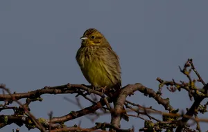 Yellowhammer Bird On Tree Branch Wallpaper