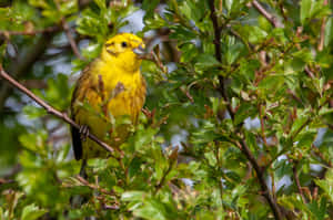 Yellowhammer Perching On A Branch Wallpaper