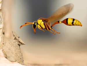 Yellowjacket Wasp In Flight Wallpaper