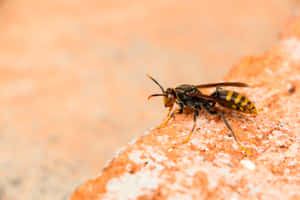 Yellowjacket Waspon Brick Surface Wallpaper