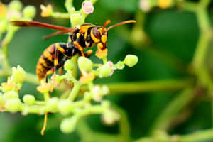 Yellowjacket Waspon Flower Wallpaper