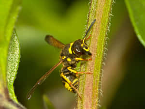 Yellowjacket Waspon Leaf Wallpaper