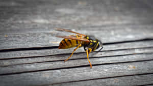 Yellowjacket Waspon Wooden Surface Wallpaper