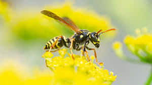 Yellowjacket Waspon Yellow Flower Wallpaper