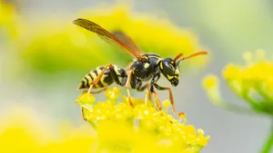 Yellowjacket Waspon Yellow Flower Wallpaper