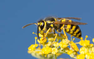 Yellowjacket Waspon Yellow Flowers Wallpaper