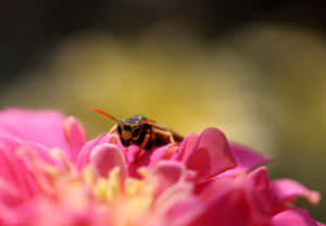 Yellowjacketon Pink Flower Wallpaper