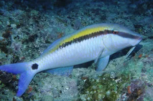 Yellowstripe Goatfish Underwater Wallpaper