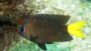 Yellowtail Damselfish Underwater Wallpaper