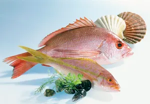 Yellowtail Snapper Display Wallpaper