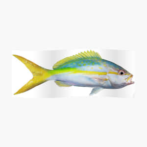 Yellowtail Snapper Fish Profile Wallpaper