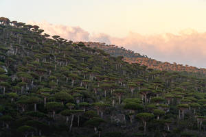 Yemen Dragon Blood Tree Wallpaper