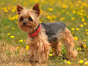 Yorkie Puppy On Yellow Flowers Wallpaper