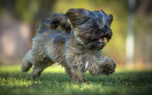 Yorkie Puppy Running Freely Wallpaper