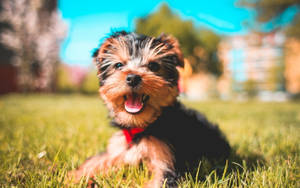 Yorkie Puppy Sunny Photo Wallpaper