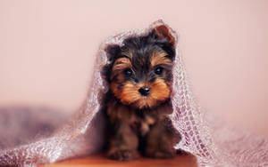 Yorkie Puppy Under A Veil Wallpaper