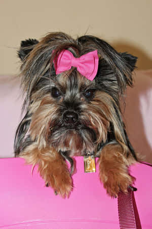 Yorkiewith Pink Bow Wallpaper