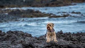 Yorkshire Terrier Beach Photography Wallpaper