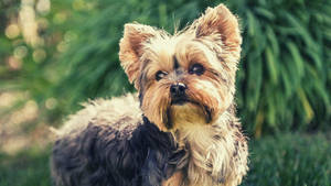 Yorkshire Terrier Garden Photography Wallpaper