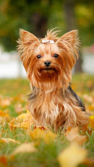 Yorkshire Terrier In Autumn Photography Wallpaper