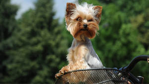 Yorkshire Terrier In Bike Basket Wallpaper